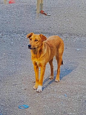 Coşkulu kırmızı bir köpek. Bu kırmızı köpek bulaşıcı bir heyecan yayıyor. İnsanın en iyi arkadaşının neşeli kişiliğini ve neşeli enerjisini yakalıyor..