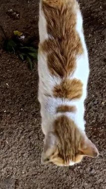 Altın kedi, nefes kesici yaratık güzelliğine tanıklık edecek kadar şanslı olan herkesi cezbediyor.