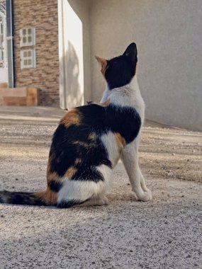 Lüks ve lüks bir paltoyla süslenmiş güzel bir yavru kedi kendini yavaşça yere indirir.