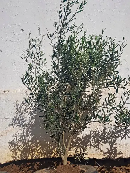 Esnek bir zeytin ağacı otomotiv lastiğinin sınırları içinde yetişir ve gelişen varlığı, besleyici bir ev haline gelen plastik bir kabın içindeki adaptasyon ve büyümenin güçlü bir sembolüdür..