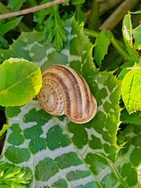 Eobania vermiculata, yaygın olarak Akdeniz bahçe salyangozu olarak bilinir, zarif bir bitki yaprağına tünemiştir, kabuğunun karmaşık desenleri ve dokuları çarpıcı bir kontrastlık sağlar.