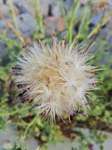 Kurumuş çiçekler, bir zamanlar tam çiçeklerle doluyken, şimdi kuru duruyor, ama şimdi bir inci gibi, bulanık bir arkaplan üzerine kurulmuş, doğal ışıklandırmayla.