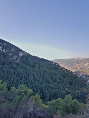 Bereketli bir çam ormanının görüntüsü doğanın gücünü yakalar. Canlı yeşil bir gölgelik, akşam ışığında parlayan uzak şehirle cesurca çelişir.