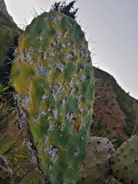 Beyaz mantar dikenli armut kaktüsünü ve aloe verasının soluk beneklerini süslüyor. Bu çağrışım yapan tabloda, doğanın sanatı, dağınık Veloster ile bu ruh hali içinde beklenmedik dönüşler yapar..