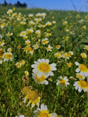 Cladanthus mixtus, canlı çiçekleri ve aromatik yapraklarıyla tanınan çarpıcı bir çiçek bitkisi, yaygın olarak Akdeniz papatyası olarak bilinir ve güneşli ortamlarda gelişir..