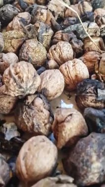 Olgun ceviz kabuklarına yakın çekim, bazıları kabuklu ve diğerleri hala doğal kabuklarında, kendilerine özgü dokularını ve özgün hallerinde zengin, topraksı tonlarını vurgular..