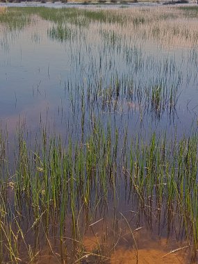 Huzurlu bir gölet doğanın güzelliği için ideal bir zemin görevi görür, canlı yeşil otlar yavaşça salınır ve suya uzanır, renklerin ve dokuların ahenkli bir karışımını yaratır..
