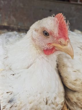 Bir taraftan beyaz bir tavuğun yakın çekimi, gagasına ve gözüne odaklanmış, kendine özgü özelliklerini ve kişiliğini yakından görmemizi sağlıyor..