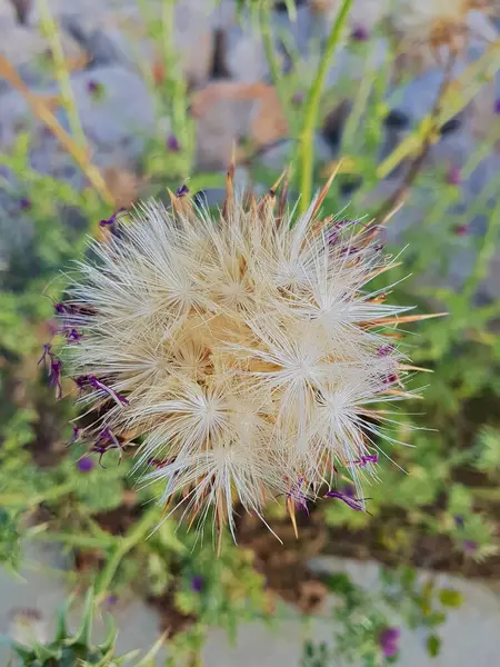 Kurumuş çiçekler, bir zamanlar tam çiçeklerle doluyken, şimdi kuru duruyorlar, yine de incilerin kalitesini alıyorlar, doğal ışıklandırmayla bulanık bir arka plana karşı koyuyorlar..
