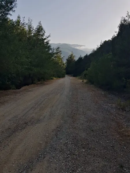 Uzun çakıl yolu, her iki taraftaki yüksek çam ağaçlarının arasından geçer. Bu asfaltsız yol doğanın güzelliğini gözler önüne seriyor, dallar tarafından çerçevelenmiş tipik manzaralar sunuyor..