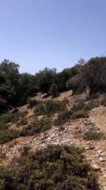 Yüksek Fas Dağları 'nın zirvelerine bakan meşe ormanından manzara, yaz ışığı. Meşe, kayalık tepeler ve dağlık çayırlardan oluşan panoramik yaz manzarası