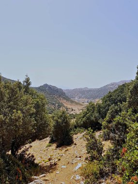 Kuzeybatı Fas 'ın güneşli teras yamaçlarında zeytin yeşili meşe örtüleri dalgalanır. Yaprakları açık bir yaz gökyüzünün altında parıldar. Güneş ışığı iki dağ şeridi terası arasındaki gölde..