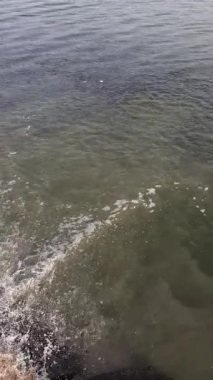 Bir balık sürüsü, küçük bir şelaleden havuza çağlayan sular gibi su yüzeyinde toplanıyor. Her sıçramada yüzgeçler ve pullar parlıyor.