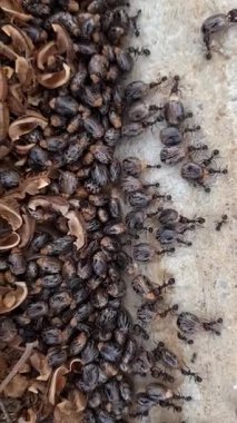 Bir grup karınca Ricinus komunis tohumunu (Hint fasulyesi) yakın planda tutarlar, güçlü çeneleri arasında tutulan kabuklu tohum gelecek kış için depolanır.