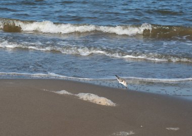 Sandpiper kumu kazıyor.