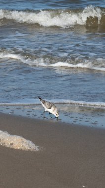 Sandpiper kumda yiyecek arıyor.