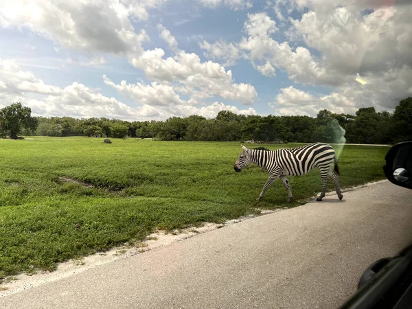 Zebra hayvanat bahçesinde