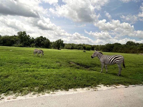Çayırdaki zebra