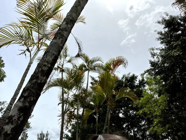 stock image palm trees in the forest