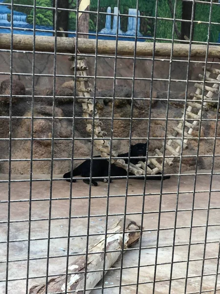 Leopardo Negro Zoológico Marruecos — Foto de Stock