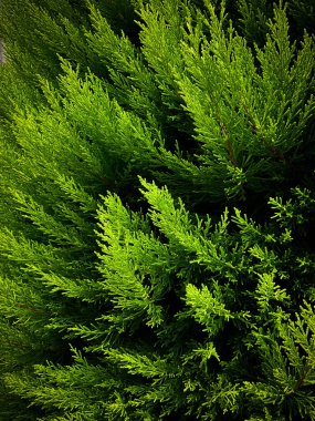 thuja, yeşil ağaç yakın plan. Yüksek kalite fotoğraf