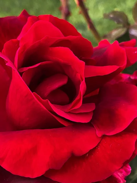 stock image Red rose petals with rain drops closeup. Red Rose. High quality photo