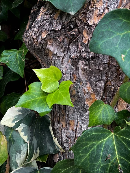 Ivy Hedera Sarmaşığı Avrupa Sarmaşığı Bir Ağacın Kabuğuna Tırmanıyor Fotoğrafı — Stok fotoğraf