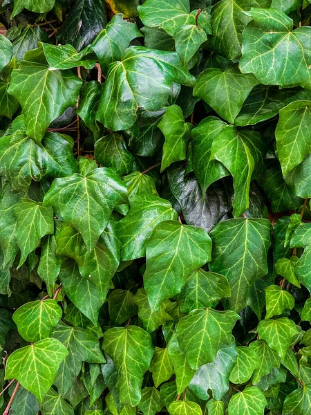 Ivy Hedera Helix Ευρωπαϊκή Κισσός Αναρρίχηση Τραχύ Φλοιό Ενός Δέντρου — Φωτογραφία Αρχείου