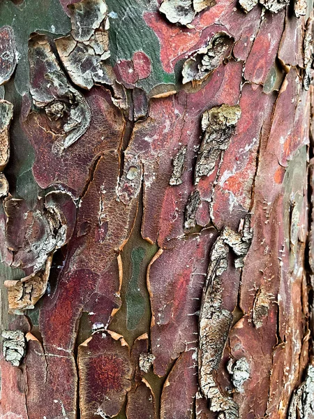 Maple Grey Casca Árvore Luz Dia Foto Alta Qualidade — Fotografia de Stock