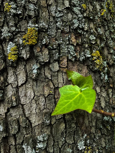 Ivy Hedera Sarmaşığı Avrupa Sarmaşığı Ağaç Kabuğuna Tırmanıyor Kapatın Yüksek — Stok fotoğraf