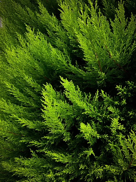 Thuja Green Tree Close High Quality Photo — Stock Photo, Image