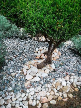 Taşların üzerindeki thuja ağacı. Gün ışığında fotoğraf. Yüksek kalite fotoğraf