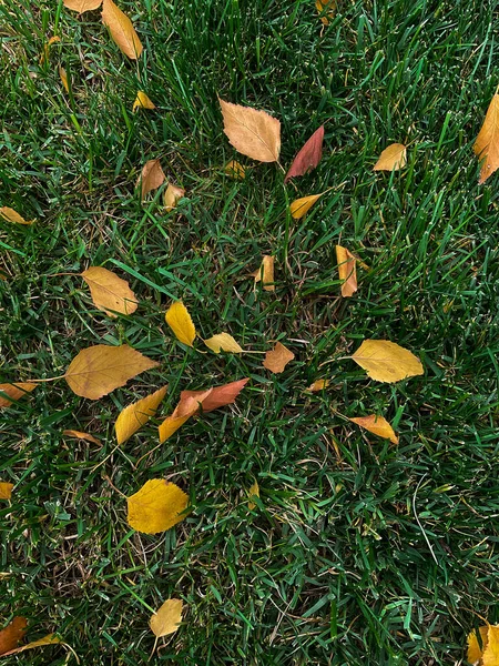 stock image yellow leaves on the grass. High quality photo