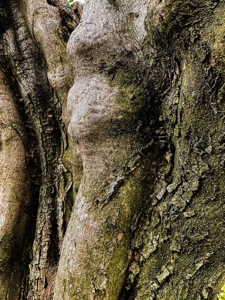 Kůra Stromu Detailní Záběr Foto Hnědá Barva Kvalitní Fotografie — Stock fotografie