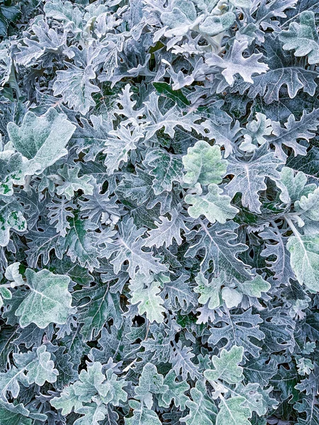 セニラリア海 青い葉は昼間です 高品質の写真 — ストック写真