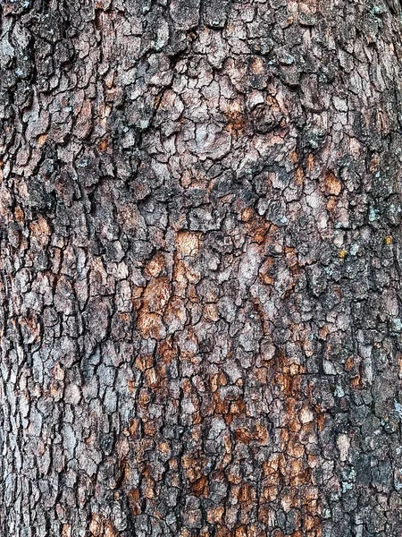 Close Old Dry Tree Brown Bark Background Texture Foto Alta — Fotografia de Stock