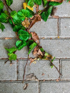 Ivy, Hedera sarmaşığı ya da Avrupa sarmaşığı bir ağacın kabuğuna tırmanıyor. Kapatın. Yüksek kalite fotoğraf
