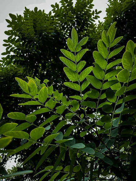 Soyut Dokular Için Beyaz Arka Planda Yeşil Yapraklar Dallar Doğa — Stok fotoğraf