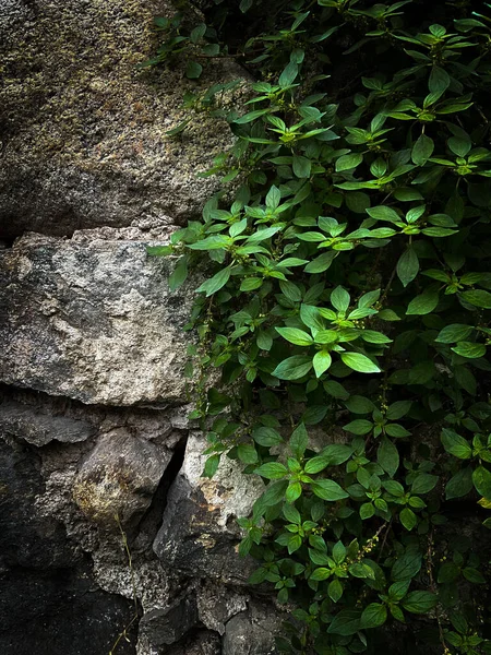 Λίθινη Υφή Τοίχου Παλιό Κάστρο Πέτρινο Τοίχο Υφή Φόντο Πέτρινος — Φωτογραφία Αρχείου