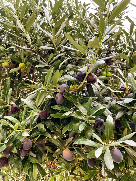 Olive oil trees full of olives. Landscape Harvest ready to made extra virgin olive oil. High quality photo