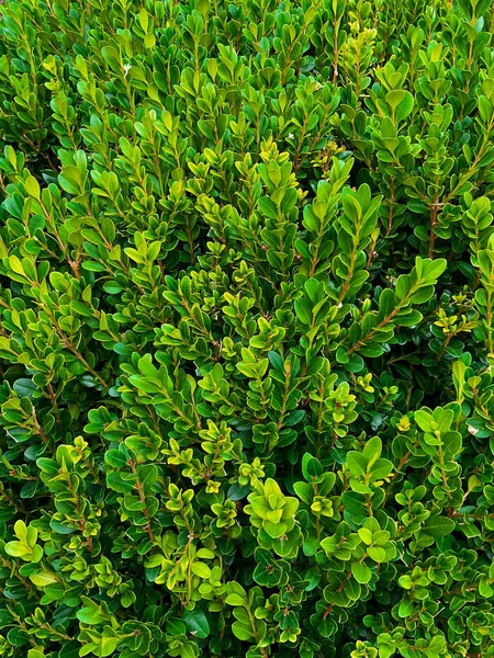 Turkiska Shimshirplantan Vintergrön Planta Med Små Blad Högkvalitativt Foto — Stockfoto