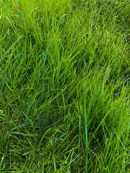 Lang Frisches Grünes Gras Textur Hintergrundbild Von Grasgarten Ideales Konzept — Stockfoto