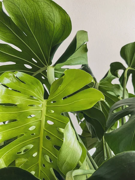 Leaves of Monstera deliciosa plant on a white background. High quality photo. new leaf