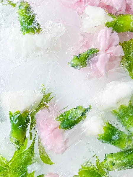 carnation, garden flowers frozen in ice, garden flower, carnation in ice, frozen carnation flower, flowers in ice, pink flower, ice with frozen pink carnation