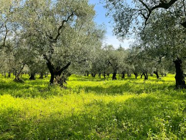 Bir sırada zeytin ağaçları. Çiftlik, yeşil çimen ve bulutlu gökyüzü