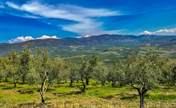 stock image Olive trees in a row. Plantation, green grass and cloudy sky