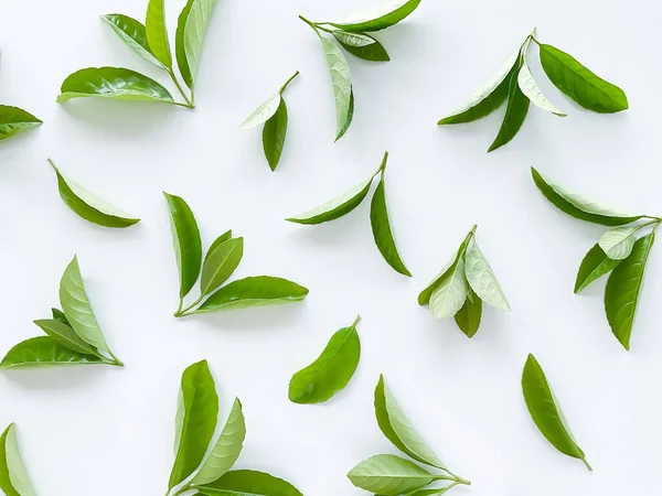 Grüne Blätter Auf Weißem Hintergrund Große Frische Dekorative Blätter Hochwertiges — Stockfoto