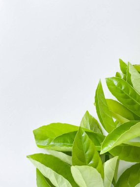 Altında yazı veya yazı için boş alan olan yeşil yapraklar var. Yaz konsepti