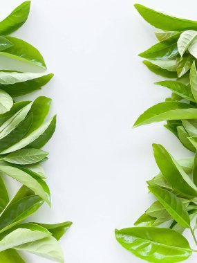 Altında yazı veya yazı için boş alan olan yeşil yapraklar var. Yaz konsepti