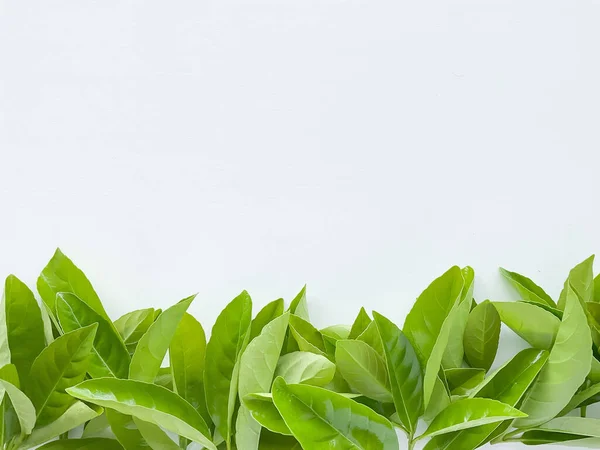 Stock image Green leaves at the bottom with empty space for text or inscription. Summer concept